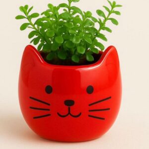 Planter/ Vases